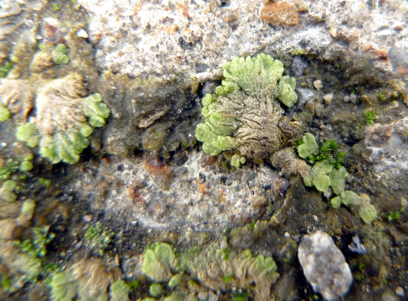 Riccia cavernosa